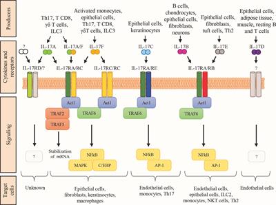 Much More Than IL-17A: Cytokines of the IL-17 Family Between Microbiota and Cancer